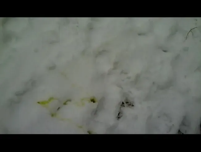 Im Schnee gepisst